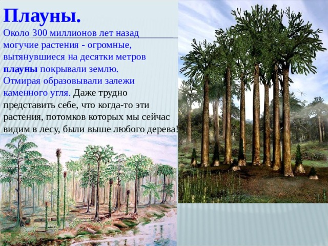 Плауны. Около 300 миллионов лет назад могучие растения - огромные, вытянувшиеся на десятки метров  плауны  покрывали землю. Отмирая образовывали залежи каменного угля. Даже трудно представить себе, что когда-то эти растения, потомков которых мы сейчас видим в лесу, были выше любого дерева!    