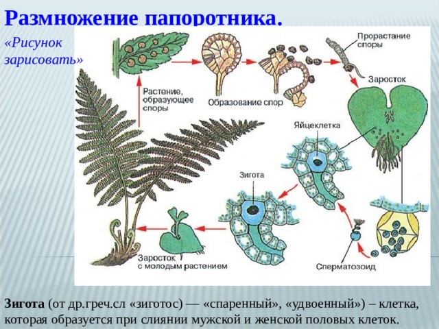 Размножение папоротника. «Рисунок зарисовать» Зигота  (от др.греч.сл «зиготос) — «спаренный», «удвоенный») – клетка, которая образуется при слиянии мужской и женской половых клеток. 