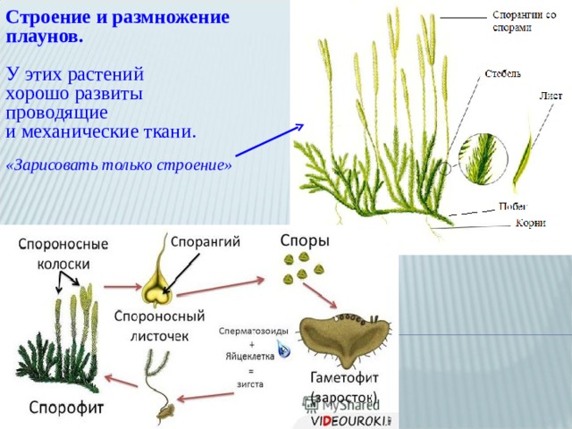 Строение и размножение плаунов. У этих растений хорошо развиты проводящие и механические ткани.  «Зарисовать только строение» 