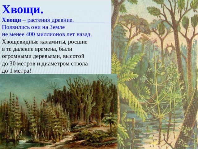 Хвощи. Хвощи  – растения древние. Появились они на Земле не менее 400 миллионов лет назад. Хвощевидные каламиты, росшие в те далекие времена, были огромными деревьями, высотой до 30 метров и диаметром ствола до 1 метра! 