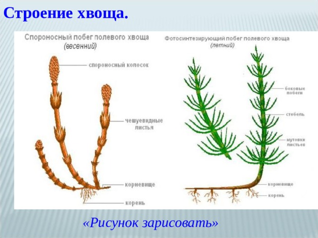 Строение хвоща. «Рисунок зарисовать» 
