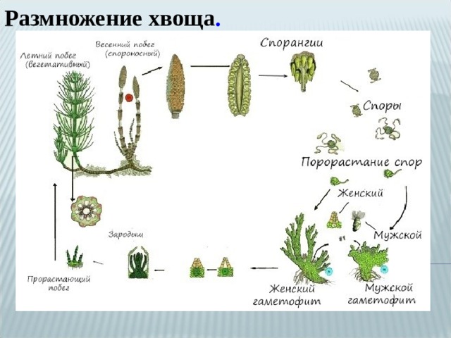 Размножение хвоща . 