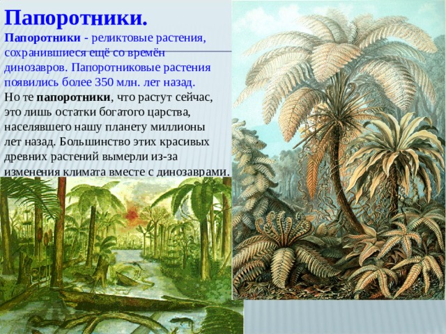 Папоротники. Папоротники  - реликтовые растения, сохранившиеся ещё со времён динозавров. Папоротниковые растения появились более 350 млн. лет назад. Но те  папоротники , что растут сейчас, это лишь остатки богатого царства, населявшего нашу планету миллионы лет назад. Большинство этих красивых древних растений вымерли из-за изменения климата вместе с диноза врами. 