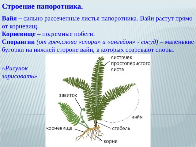 Строение папоротника. Вайя – сильно рассеченные листья папоротника. Вайи растут прямо от корневищ. Корневище – подземные побеги. Спорангии (от греч.слова «спора» и «ангейон» - сосуд) – маленькие бугорки на нижней стороне вайи, в которых созревают споры. «Рисунок зарисовать» 