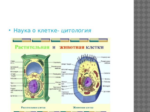 Наука о клетке- цитология 