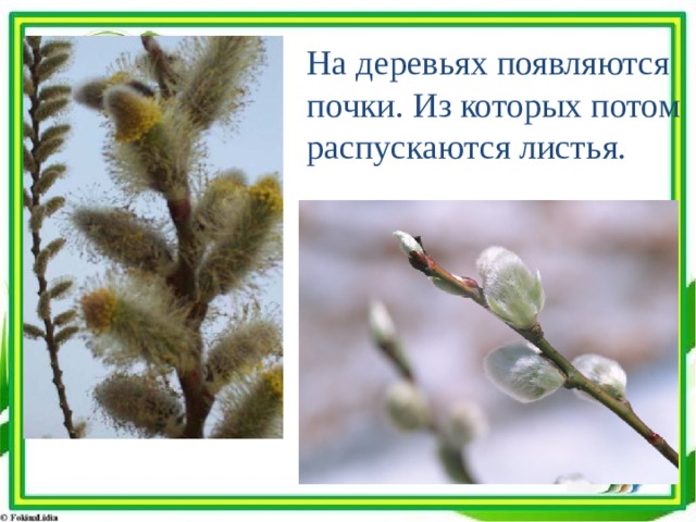 На деревьях появляются почки. Из которых потом распускаются листья. 