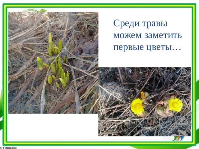 Среди травы можем заметить первые цветы… 
