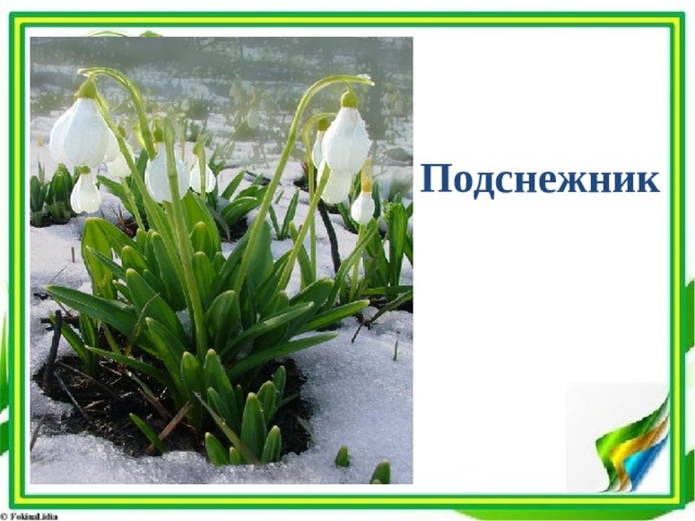 Подснежник 