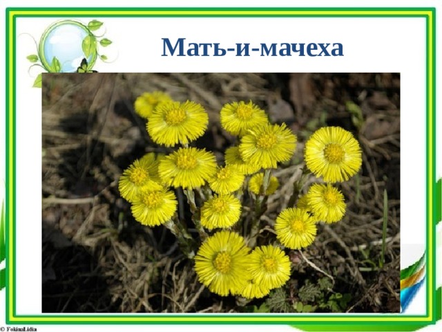 Мать-и-мачеха 