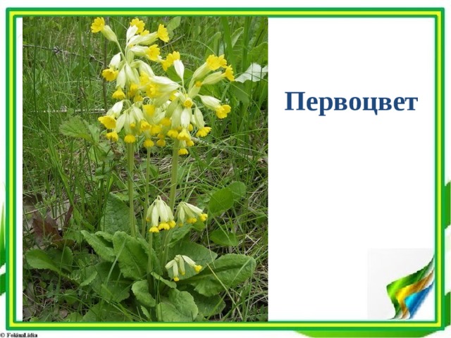 Первоцвет 