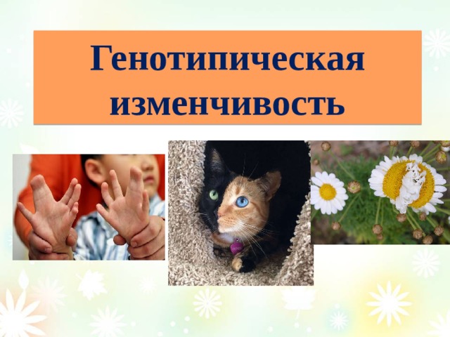 Генотипическая изменчивость 