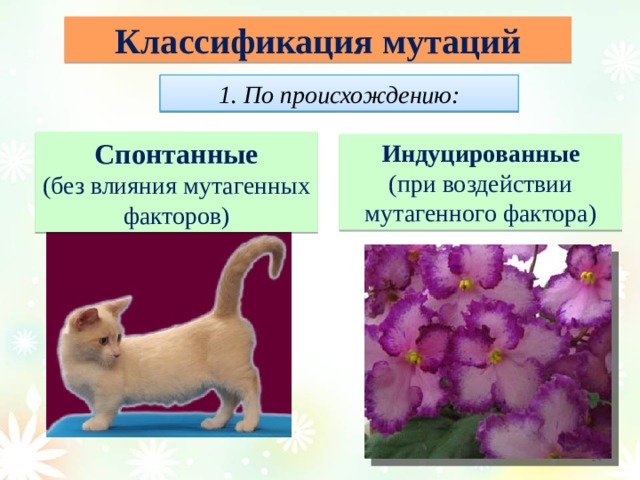 Классификация мутаций 1. По происхождению: Спонтанные (без влияния мутагенных факторов) Индуцированные (при воздействии мутагенного фактора)  