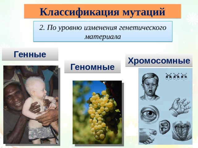 Классификация мутаций 2. По уровню изменения генетического материала Генные Хромосомные Геномные  