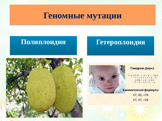 Геномные мутации Полиплоидия  Гетероплоидия  