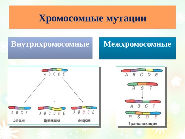Хромосомные мутации Межхромосомные  Внутрихромосомные  