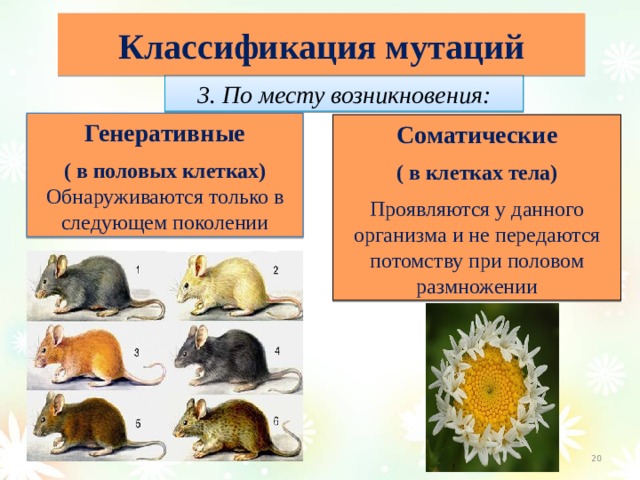 Классификация мутаций 3. По месту возникновения: Генеративные ( в половых клетках) Обнаруживаются только в следующем поколении Соматические ( в клетках тела) Проявляются у данного организма и не передаются потомству при половом размножении  
