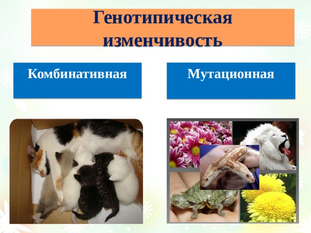 Генотипическая изменчивость Мутационная  Комбинативная   