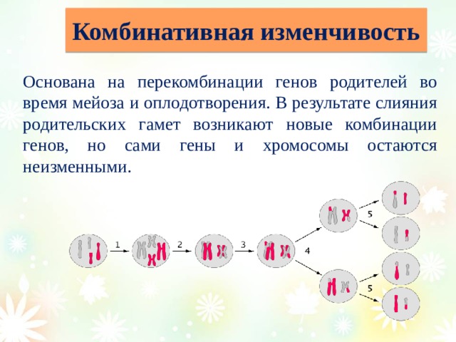 Комбинативная изменчивость Основана на перекомбинации генов родителей во время мейоза и оплодотворения. В результате слияния родительских гамет возникают новые комбинации генов, но сами гены и хромосомы остаются неизменными. 