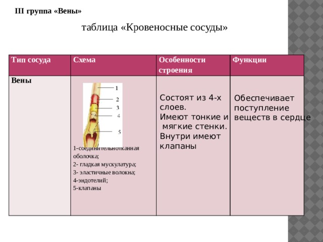 I Группа «Сердце». Используя текст учебника на стр. 82, 83, ответьте на вопросы 1.Местоположение сердца: 2. Размеры сердца Положен-ие Расположено в грудной полости за грудиной, от середины сдвинуто несколько влево. размеры Равны сжатой в кулак кисти. Масса примерно-300 гр.  3. Из каких слоев состоит сердце ? 1- , 2- , 3- 4. Какие части сердца разделяет клапан : а)створчатый б) полулунный слои Миокард Эндокард Эпикард Предсердие и Желудочек клапан1 Желудочек и Артерия Клапан 2 