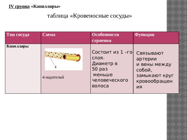 Строение сердца земноводного 