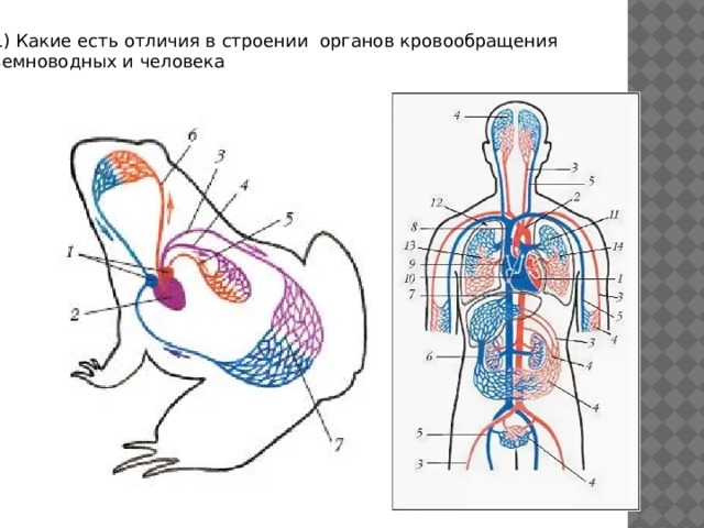 II группа «Артерии» таблица «Кровеносные сосуды» Тип сосуда Схема Артерии Особенности строения   Функции   1-соединительнотканная оболочка; 2- гладкая мускулатура; 3- эластичные волокна; 4-эндотелий;   Состоят из 4-х слоев. Имеют толстые, прочные, упругие стенки Разносят артериальную кровь от сердца к внутренним органам 