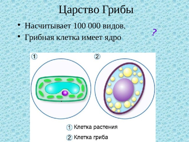 Царство Грибы ? Насчитывает 100 000 видов. Грибная клетка имеет ядро 