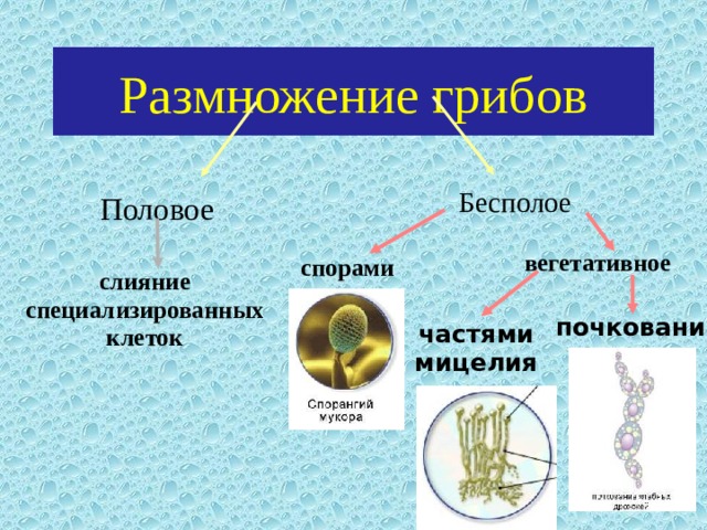 Размножение грибов Бесполое Половое вегетативное спорами слияние специализированных клеток почкование частями мицелия 