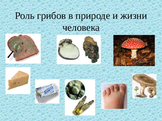 Роль грибов в природе и жизни человека 