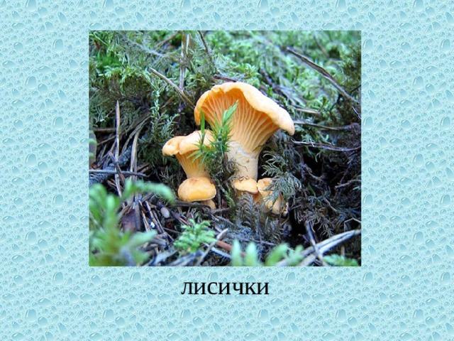 лисички 