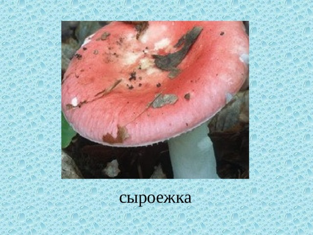 сыроежка 