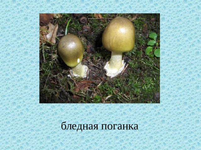 бледная поганка 
