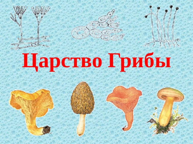Царство Грибы 