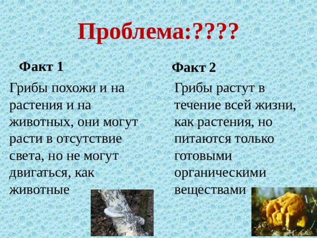 Проблема:???? Факт 1 Факт 2 Грибы похожи и на растения и на животных, они могут расти в отсутствие света, но не могут двигаться, как животные Грибы растут в течение всей жизни, как растения, но питаются только готовыми органическими веществами 