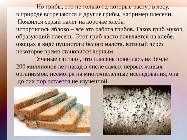  Но грибы, это не только те, которые растут в лесу, в природе встречаются и другие грибы, например плесени.  Появился серый налет на корочке хлеба, испортилось яблоко – все это работа грибов. Таков гриб мукор, образующий плесень. Этот гриб часто появляется на хлебе, овощах в виде пушистого белого налета, который через некоторое время становится черным.    Ученые считают, что плесень появилась на Земле 200 миллионов лет назад в числе самых первых живых организмов, несмотря на многочисленные исследования, она  до сих пор остается не изученной. 