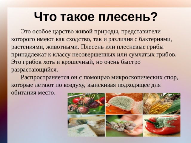 Что такое плесень?  Это особое царство живой природы, представители которого имеют как сходство, так и различия с бактериями, растениями, животными. Плесень или плесневые грибы принадлежат к классу несовершенных или сумчатых грибов. Это грибок хоть и крошечный, но очень быстро разрастающийся.  Распространяется он с помощью микроскопических спор, которые летают по воздуху, выискивая подходящее для обитания место. 