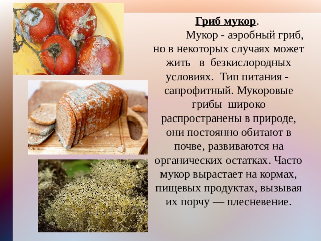Гриб мукор .   Мукор - аэробный гриб, но в некоторых случаях может жить в безкислородных условиях. Тип питания - сапрофитный. Мукоровые грибы широко распространены в природе, они постоянно обитают в почве, развиваются на органических остатках. Часто мукор вырастает на кормах, пищевых продуктах, вызывая их порчу — плесневение. 