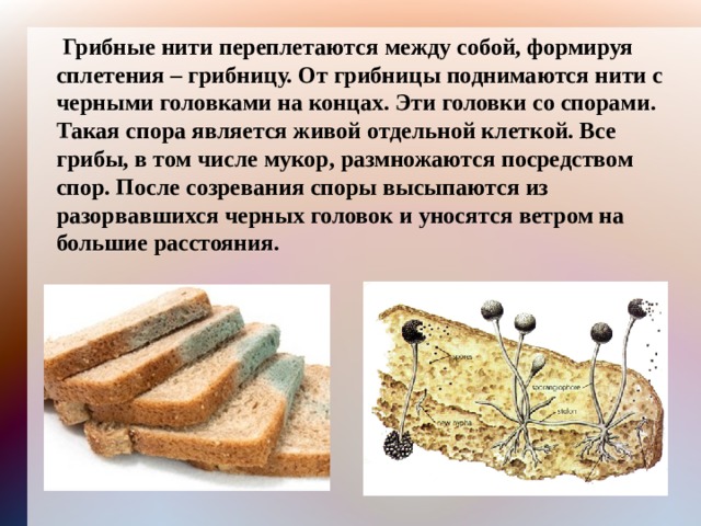  Грибные нити переплетаются между собой, формируя сплетения – грибницу. От грибницы поднимаются нити с черными головками на концах. Эти головки со спорами. Такая спора является живой отдельной клеткой. Все грибы, в том числе мукор, размножаются посредством спор. После созревания споры высыпаются из разорвавшихся черных головок и уносятся ветром на большие расстояния. 