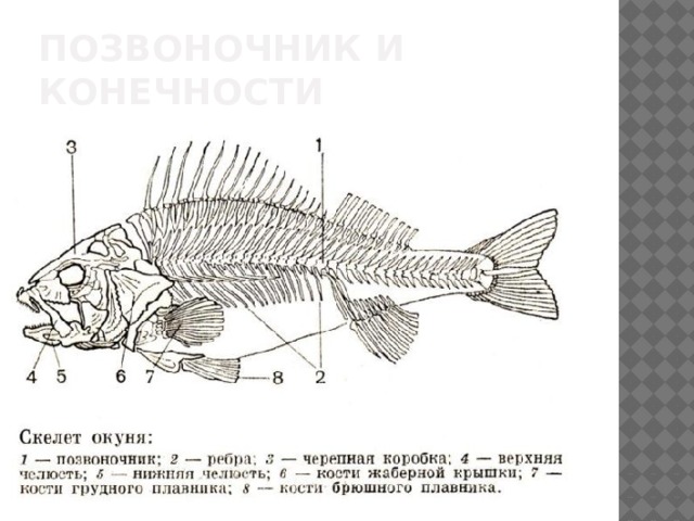 Позвоночник и конечности 