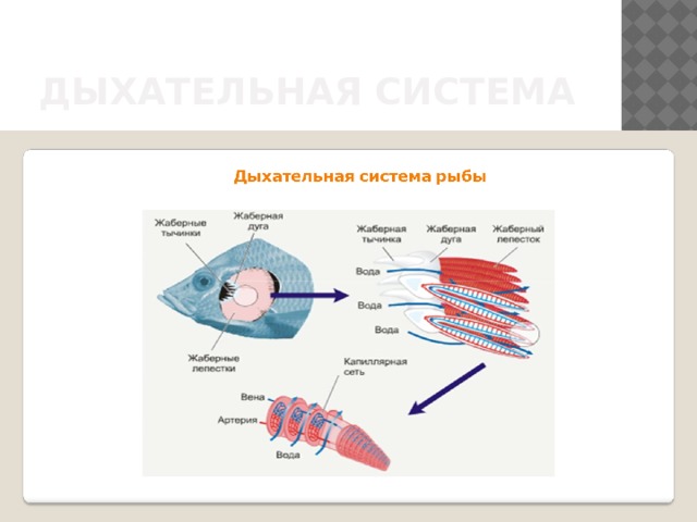 Дыхательная система 