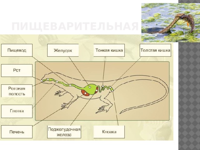 пищеварительная 