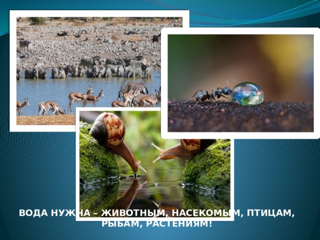 ВОДА НУЖНА – ЖИВОТНЫМ, НАСЕКОМЫМ, ПТИЦАМ, РЫБАМ, РАСТЕНИЯМ! 