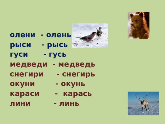 олени - олень рыси - рысь гуси - гусь медведи - медведь снегири - снегирь окуни - окунь караси - карась лини - линь 