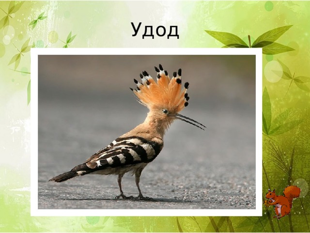 Удод 