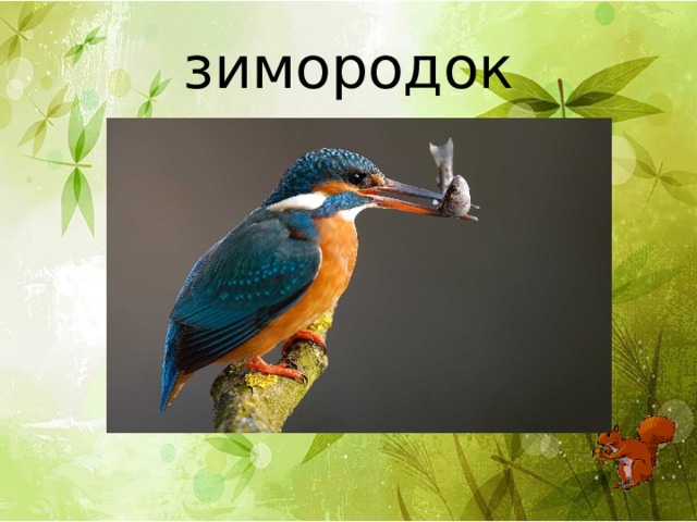 зимородок 