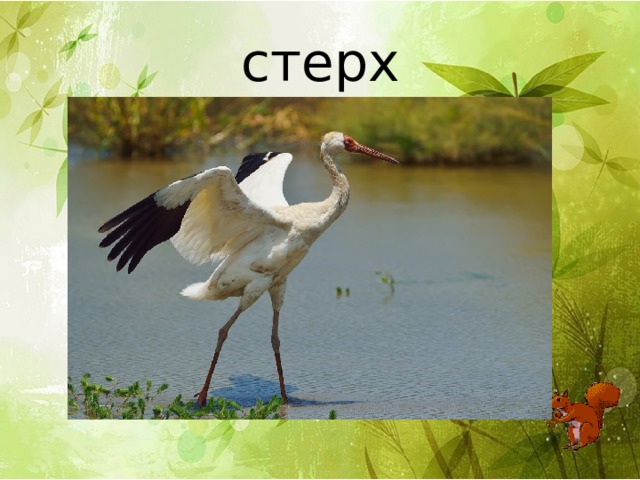 стерх 