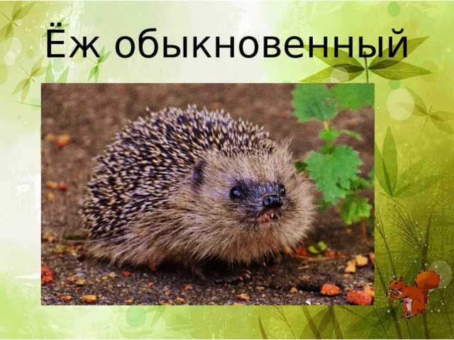 Ёж обыкновенный 