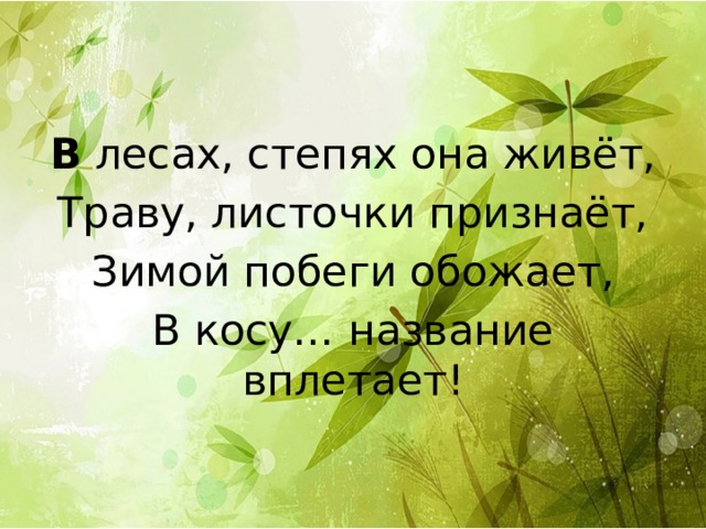 В лесах, степях она живёт, Траву, листочки признаёт, Зимой побеги обожает, В косу… название вплетает! 