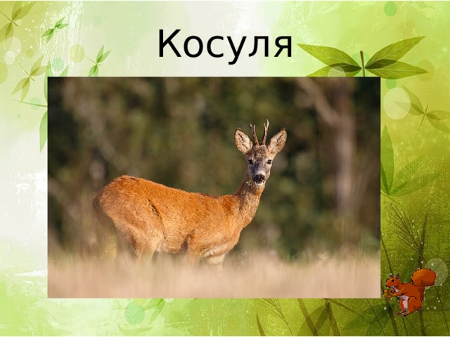 Косуля 