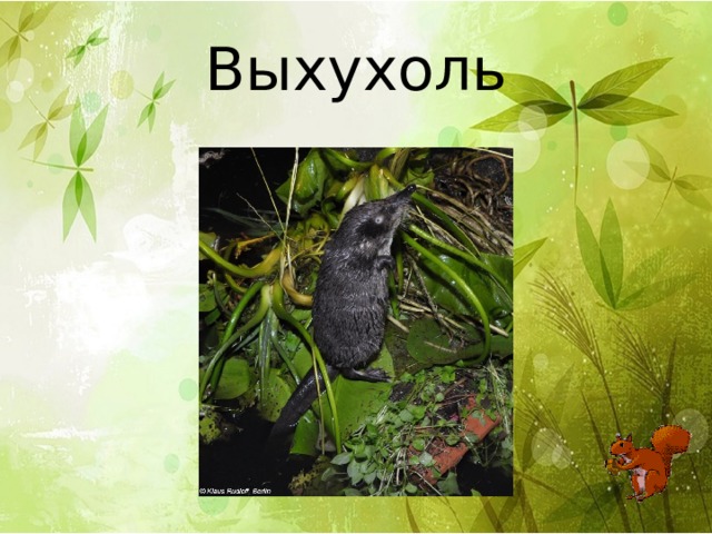 Выхухоль 