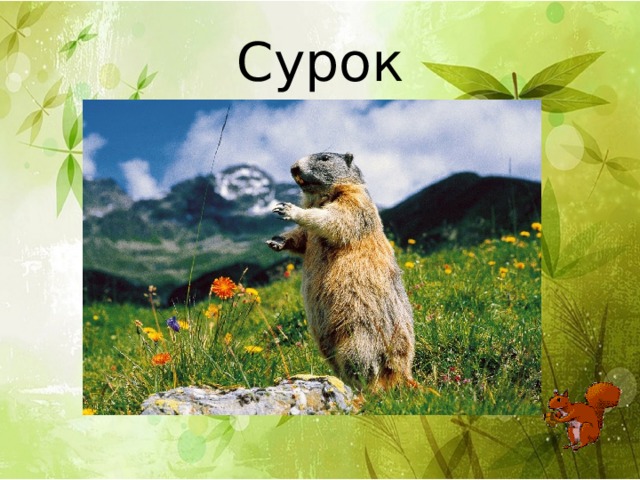 Сурок 